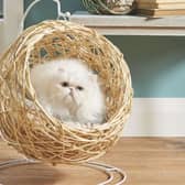 Aldi’s Cat Egg Chair sold out in minutes, proving how much we love to spoil our cats