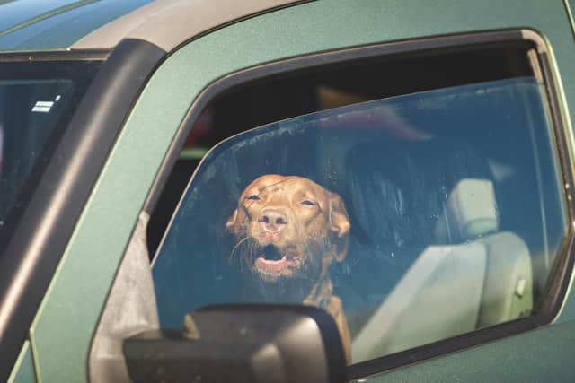 Leaving windows open isn’t enough to ensure pets stay cool on hot days