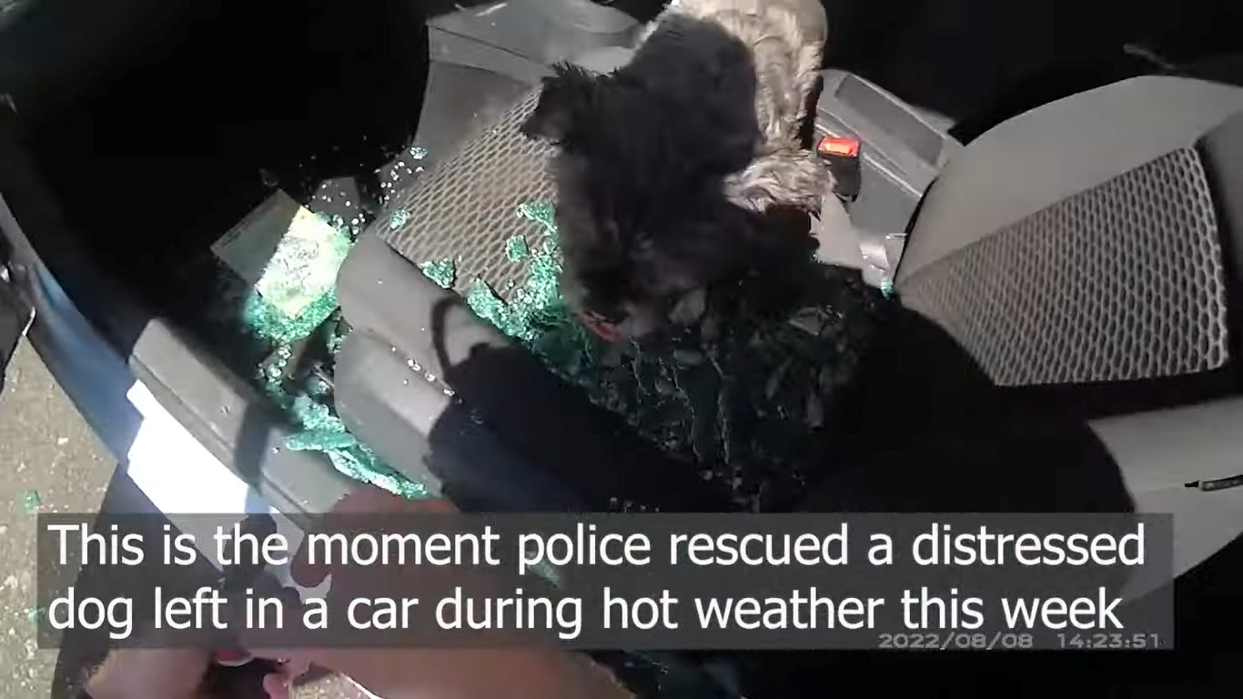 Video shows police smash their way into car to rescue distressed dog