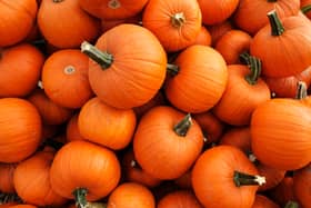 Recently harvested orange pumpkins