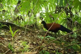 A bird thought to have disappeared from scientific study for 140 years has been rediscovered in Fergusson, Papua New Guinea