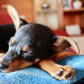 Dogs are the most commonly stolen pets, followed by birds and cats.