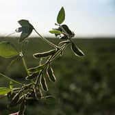 Researchers say the UK should swap to bread made out of legumes.