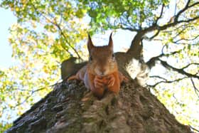 Red Squirrel Appreciation Day 2023: Do they still exist in the UK and where can I see them? 