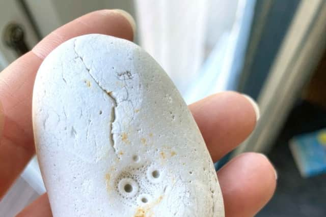 Fossil find on beach in West Sussex