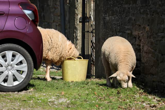 Sheep roaming freely on the Kidnalls Drive estate