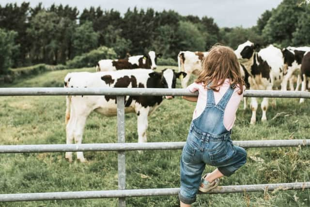 Farm animals should be treated like humans (photo: Catherine Falls Commercial)