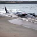 The whale (not pictured) got stranded on a sandbank just off Bridlington's South Beach