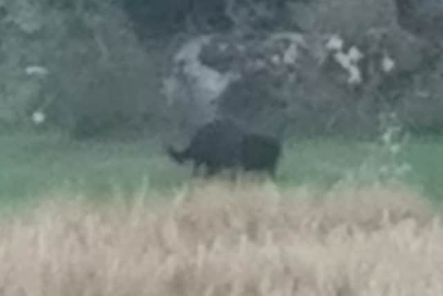 Black Panther of Rutland skulking through the undergrowth in in a farmers field in Empingham.