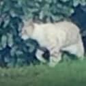 New DNA evidence has confirmed the existence of black panthers and other big cats living in Britain.