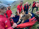 The dog was "positively regal" while being carried down England's highest peak