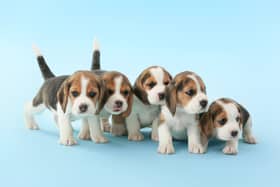 Vet issues urgent warning to dog owners