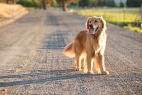 The exact time you should walk your dog in the heatwave according to an expert