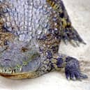 A restaurant in Taiwan has introduced crocodile ramen to its menu but you have to be on a waiting list to try it. (Photo by Fernando Camino/Cover/Getty Images)