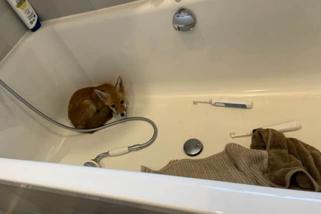 The resident returned home to find the young animal curled up in the tub. 