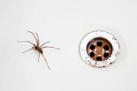 Spider season is upon us - here’s how to prevent them from entering your home. (Getty Images)