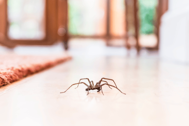 Thousands of creepy-crawlies are set to invade UK homes as spider mating season begins in September. 