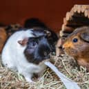 The RSPCA is this year backing Guinea Pig Awareness Week, as it deals with a big spike in the tiny critters coming through its doors (RSPCA/Supplied)