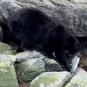 The  bear calmly stole a fresh-caught salmon, as the fisherman who caught it could only watch on in disbelief. (Photo: Collab/SWNS)