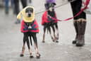 When is it too cold to walk your dog? (Photo:  Christopher Furlong/Getty Images)