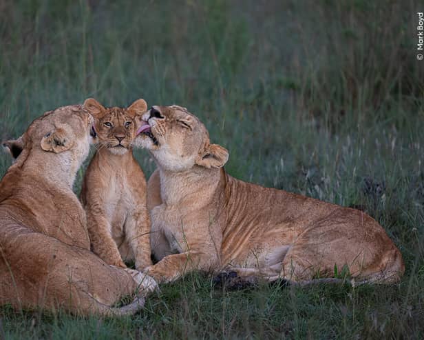 Take a look at the incredible wildlife images being considered for Wildlife Photgrapher of the Year People's Choice Award.