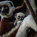 The critically endangered dancing lemur born at Chester Zoo Picture: Chester Zoo / SWNS