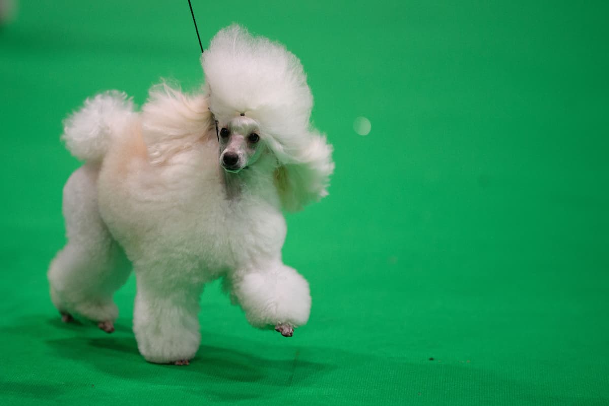 Crufts 2025 Ticketswap