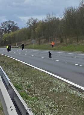 A goat is pictured between junction 12 or 13 of the M5 on March 25. Three of the animals ran onto the carriageway and blocked traffic.