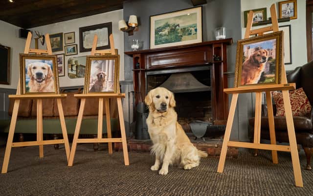Pierre the heir poses by artworks of his father Trigger, who helped father more than 300 puppies in total, grandfather Jim, who fathered 18 litters, and great-grandfather Windsor, who fathered 226 puppies.