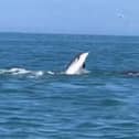 Dolphin pod filmed in the water near Bridlington. Credit: Steve Race Wildlife Photography 