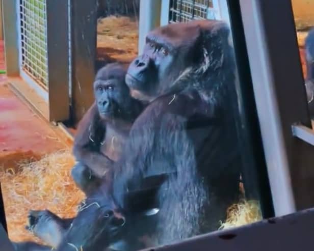 A viral TikTok video claiming to shows gorillas 'abandoned' at Bristol Zoo's former Clifton site has more than 800k views