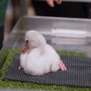 Adorable fluffy flamingo chicks hand-reared at Whipsnade Zoo
