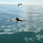 Incredible footage shows pod of dolphins frolicking next to a boat