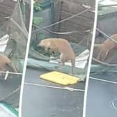 Little fox cubs play on a trampoline in Margret Norman's garden in Bedminster, Bristol.