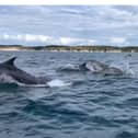 Dolphins playfully leap beside boat in Bridlington. Credit: Steve Race Wildlife Photography