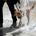 A dog tries to cool down in the water of a fountain. (Photo: BARBARA GINDL/APA/AFP via Getty Images)