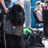 Punk dogs of Rebellion festival