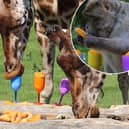 Giraffes and macaque monkeys enjoy butternut squash cocktails at a summer party, thrown by staff at Woburn Safari Park.