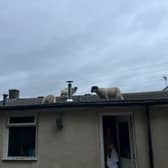 A Lancashire homeowner has described the 'hilarious' moment when she found a flock of sheep walking around on her roof.
