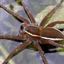 Fen Raft Spider on the Dyke networks of the Lower Waveney Valley.