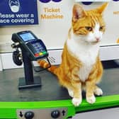  A cat that lives in a train station has become a social media superstar.