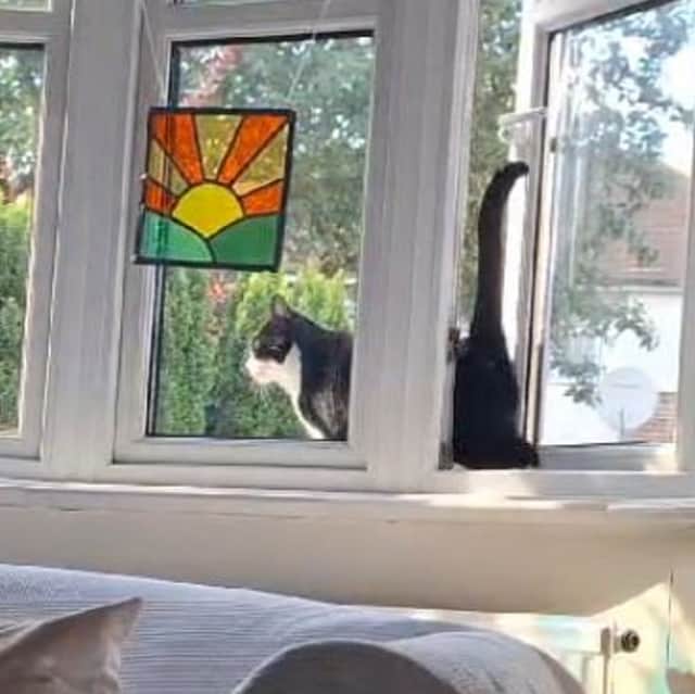 A hilarious video shows a cat falling after trying to walk backwards through a window.