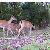 Caught on CCTV: Herd of deer trespass on railway line