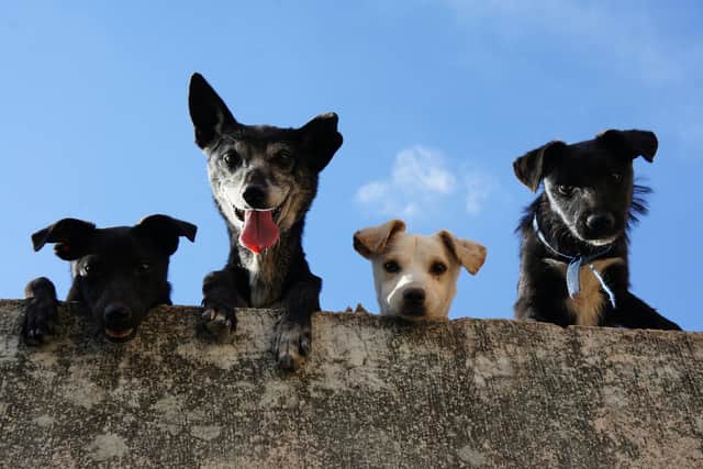 7 tips to protect your dog from theft, as new pet abduction law comes into effect. (Photo: Pexels/Edgar Daniel HernƔndez Cervantes)