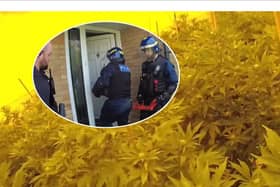 "It absolutely stinks of cannabis": £200k drugs seized from home