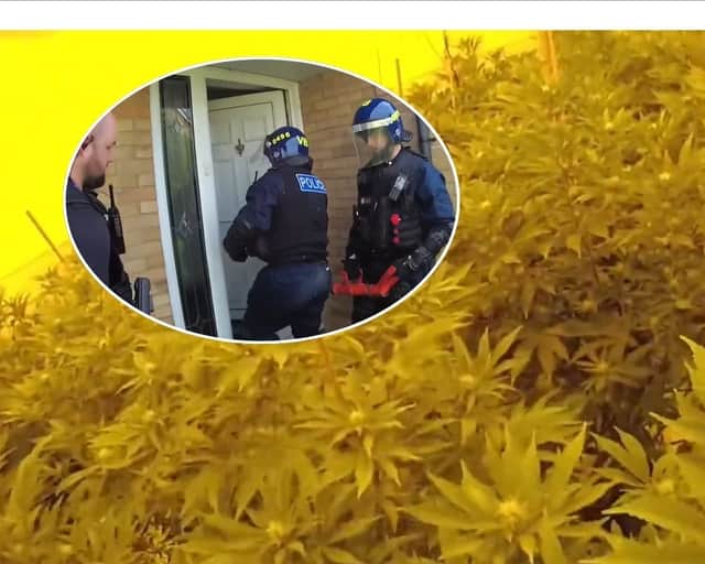 "It absolutely stinks of cannabis": £200k drugs seized from home