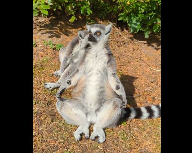 Adorable video shows lemurs ding yoga in the sun at Blackpool Zoo