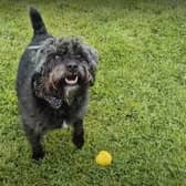 Ernie the Patterdale terrier and his Fetch Toy from Earth Rated.