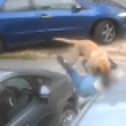 A video captured an attack by dog in Dagnam Crescent, Arbourthorne. Picture: South Yorkshire Police