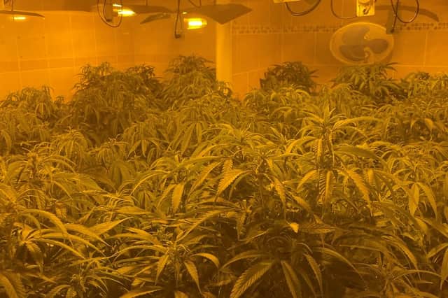 Inside they found a £250,000 cannabis factory